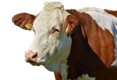 画像：ジャージー牛